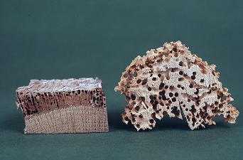 Dégâts causés par vrillette
